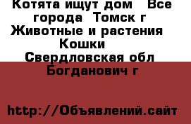 Котята ищут дом - Все города, Томск г. Животные и растения » Кошки   . Свердловская обл.,Богданович г.